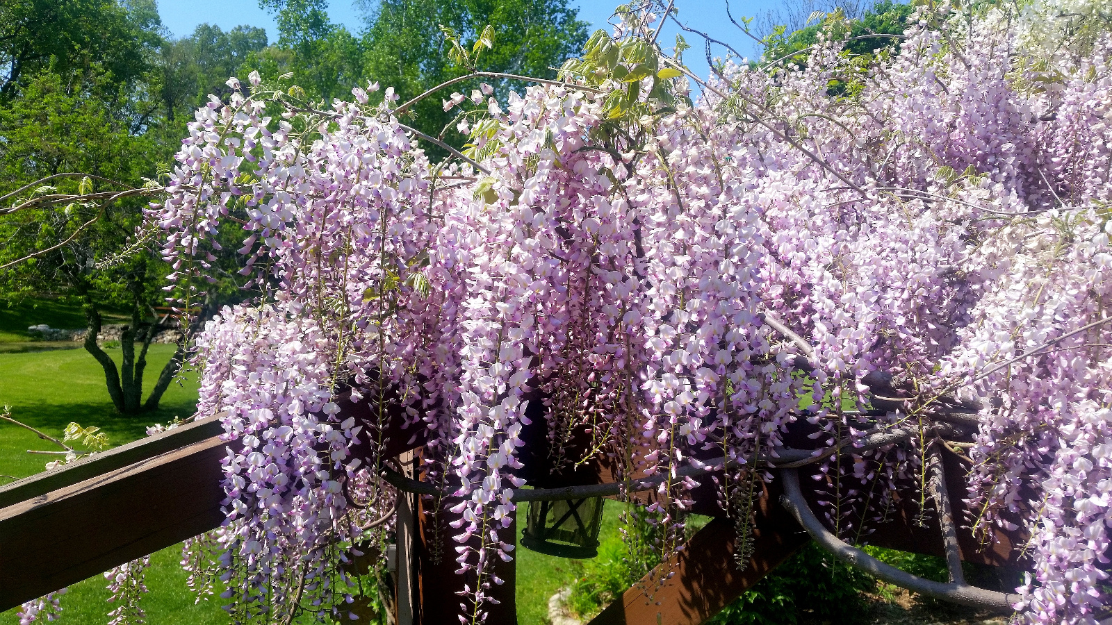 WISTERIA IN BLOOM ATOP FLOWERING GAZEBO